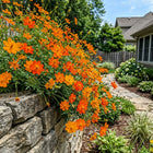 Orange Cosmos Seeds - 100 Seeds