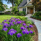 Japanese Purple Iris Seeds - 50 Seeds