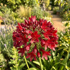 Dark Red African Lily Seeds - 50 Seeds