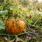 Warty Goblin Pumpkin Seeds - 15 Seeds