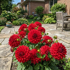 Dinnerplate Red Dahlia Seeds - 50 Seeds
