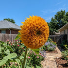 Rusty Golden Teddy Bear Sunflower Seeds - 100 Seeds
