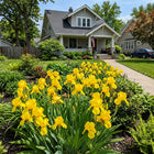 Yellow Iris Seeds - 50 Seeds