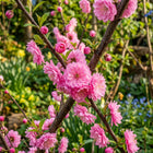Rose Flowering Almond Seeds - 10 Seeds