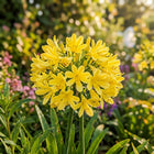 Yellow African Lily Seeds - 50 Seeds