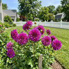 Peony Purple Dahlia Seeds - 50 Seeds