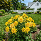 Anemone Yellow Dahlia Seeds - 50 Seeds