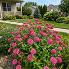 Pompon Pink Zinnia Seeds - 100 Seeds