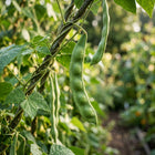 Romano Beans Seeds - 50 Seeds