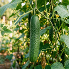 Long Burpless Cucumber Seeds - 100 Seeds