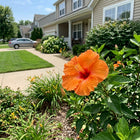 Tropical Orange Hibiscus Seeds - 100 Seeds
