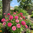 Giant Pink Zinnia Seeds - 100 Seeds