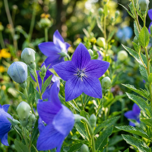 Blue Balloon Flower Seeds - 500 Seeds