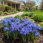 Dwarf Blue Iris Seeds - 50 Seeds