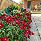 Crimson Aster Seeds - 50 Seeds