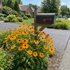 Giant Orange Black Eyed Susan Seeds - 300 Seeds