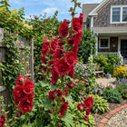 Double Red Hollyhock Seeds - 100 Seeds