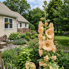 Apricot Hollyhock Seeds - 100 Seeds