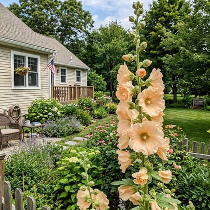 Magnificent 100 Hollyhock Flower Seeds, Apricot - Drought Tolerant, Outdoor Patio Decor, Stunning Yard Decor