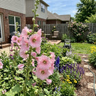 Pink Hollyhock Seeds - 100 Seeds
