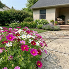Dwarf Mixed Cosmos Seeds - 100 Seeds