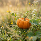 Mini Jack Be Little Pumpkin Seeds - 15 Seeds