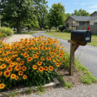 Orange Black Eyed Susan Seeds - 300 Seeds