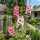 Bicolor Pink Hollyhock Seeds - 100 Seeds