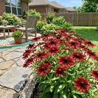 Cherry Red Black-Eyed Susan Garden Seeds - 300 Seeds