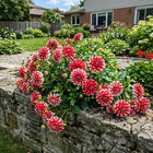 Bicolor Red Dahlia Seeds - 50 Seeds