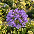Striped Purple African Lily Seeds - 50 Seeds