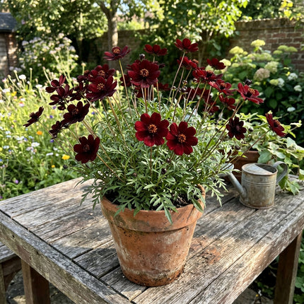 100 Chocolate Cosmos Seeds for Planting - Premium Heirloom Chocolate Cosmos Seeds for Home Garden Blooms