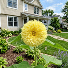 Lemon Yellow Teddy Bear Sunflower Seeds - 100 Seeds