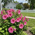 Hardy Pink Hibiscus Seeds - 100 Seeds