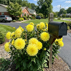 Dinnerplate Yellow Dahlia Seeds - 50 Seeds
