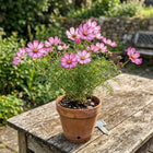 Bicolor Cosmos Seeds - 100 Seeds