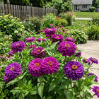 Fast-Growing Purple Zinnia Seeds - 100 Seeds