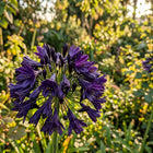 Black African Lily Seeds - 50 Seeds