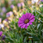 Deep Purple South African Marigold Seeds - 50 Seeds