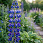Blue Russell Lupine Seeds - 100 Seeds
