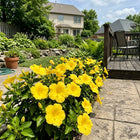 Dwarf Yellow Hibiscus Seeds - 100 Seeds