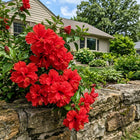 Double Red Hibiscus Seeds - 100 Seeds