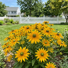 Green Black Eyed Susan Seeds - 300 Seeds