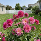 Cactus Pink Dahlia Seeds - 50 Seeds