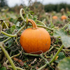 Sugar Pie Pumpkin Seeds - 15 Seeds