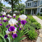 Bicolor Purple Iris Seeds - 50 Seeds