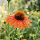 Orange Coneflower Seeds - 100 Seeds