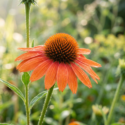 100 Orange Coneflower Seeds for Planting - Vibrant Heirloom Perennial Garden Floral Decor, Easy to Grow Outdoor Landscape Blooms, Beautiful Coneflower Plants