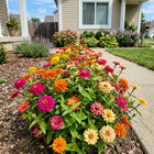 Dwarf Mixed Zinnia Seeds - 100 Seeds