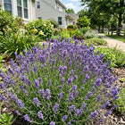 French Purple Lavender Seeds - 1,200 Seeds
